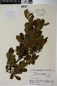 Salix sitchensis image