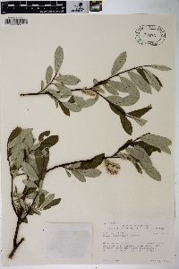 Salix sitchensis image