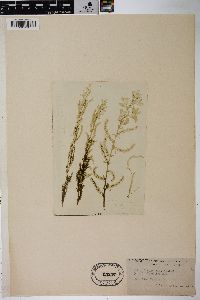 Salix sitchensis image