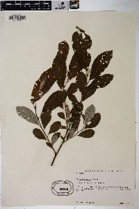 Salix sitchensis image