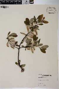 Salix sitchensis image