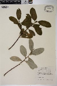 Salix sitchensis image