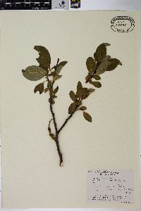 Salix arctica subsp. crassijulis image