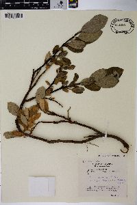 Salix arctica subsp. crassijulis image