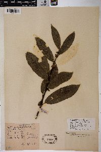 Salix caprea image