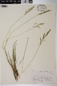 Poa secunda subsp. juncifolia image