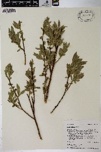 Salix wolfii image