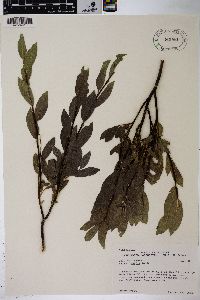 Salix wolfii image