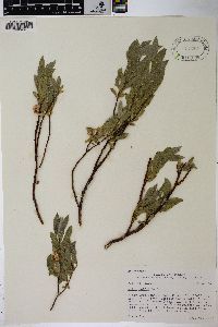 Salix wolfii image