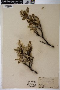 Salix vestita image