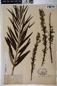 Salix viminalis image