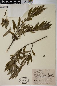 Salix sericea image