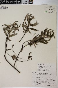 Salix sericea image