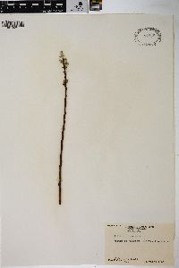 Salix sericea image