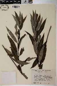 Salix sericea image