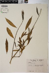 Salix sericea image