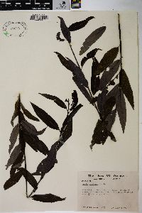 Salix sericea image