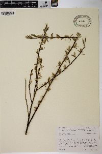 Salix sericea image