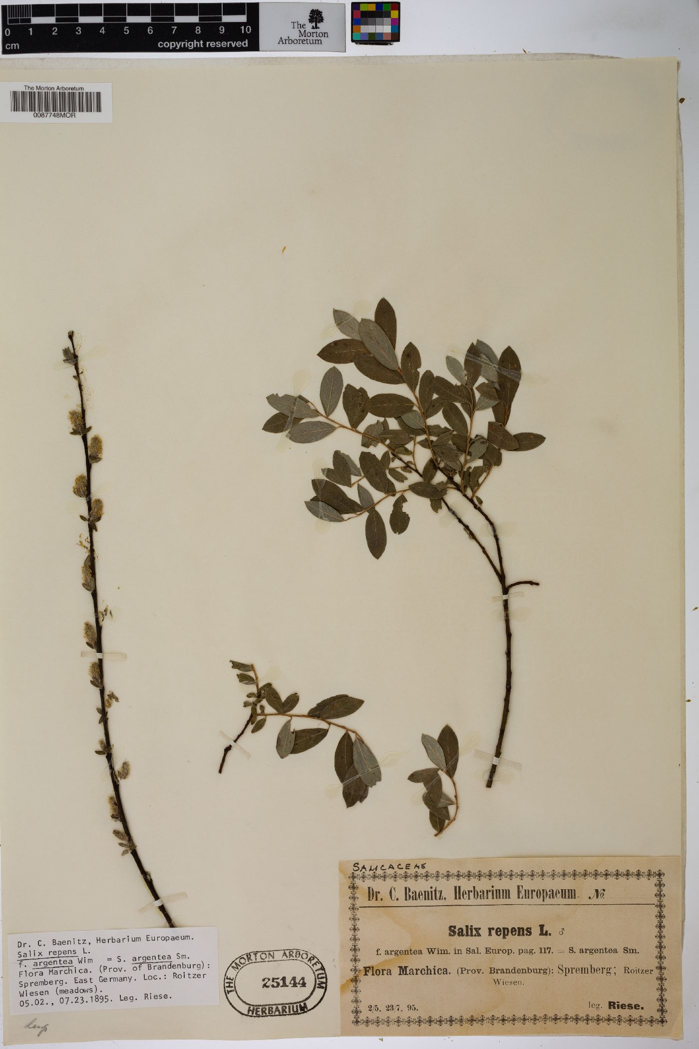 Salix repens subsp. argentea image