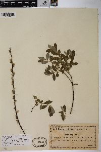 Salix repens image