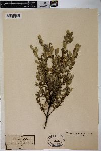 Salix repens subsp. argentea image