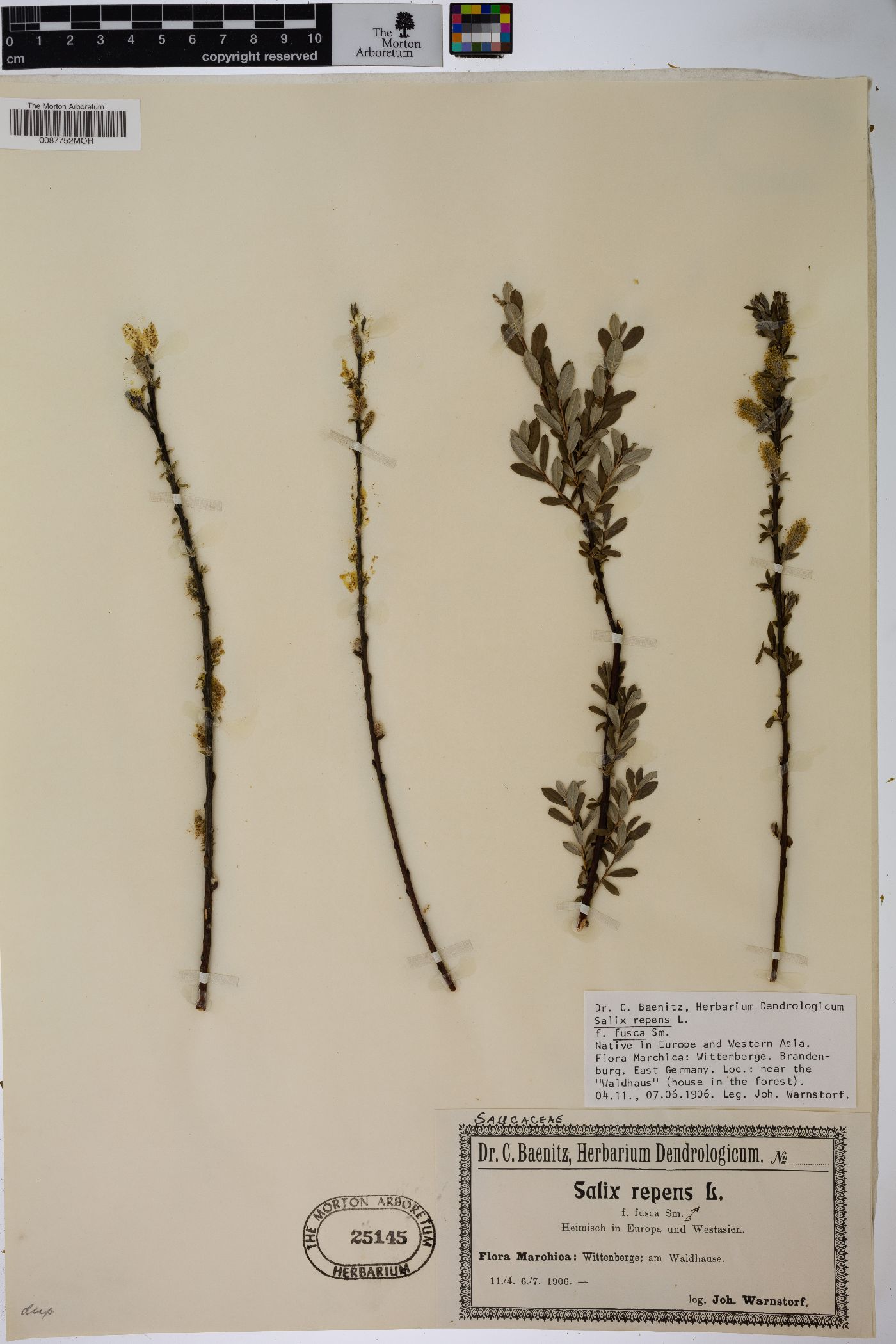 Salix repens subsp. repens image