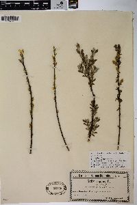 Salix repens subsp. repens image