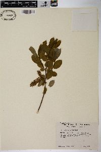 Salix pyrifolia image