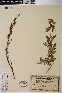 Salix repens subsp. repens image