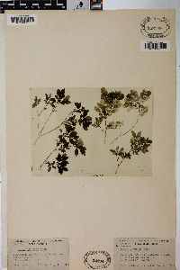 Salix obtusata image