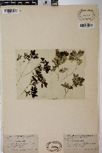 Salix obtusata image