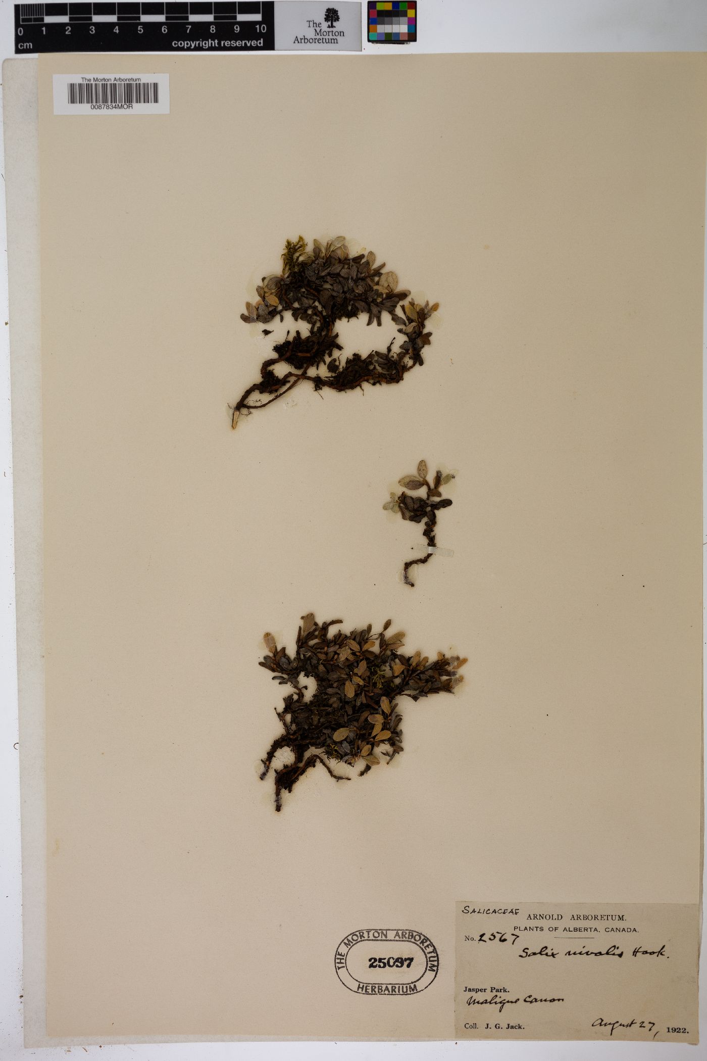 Salix nivalis image