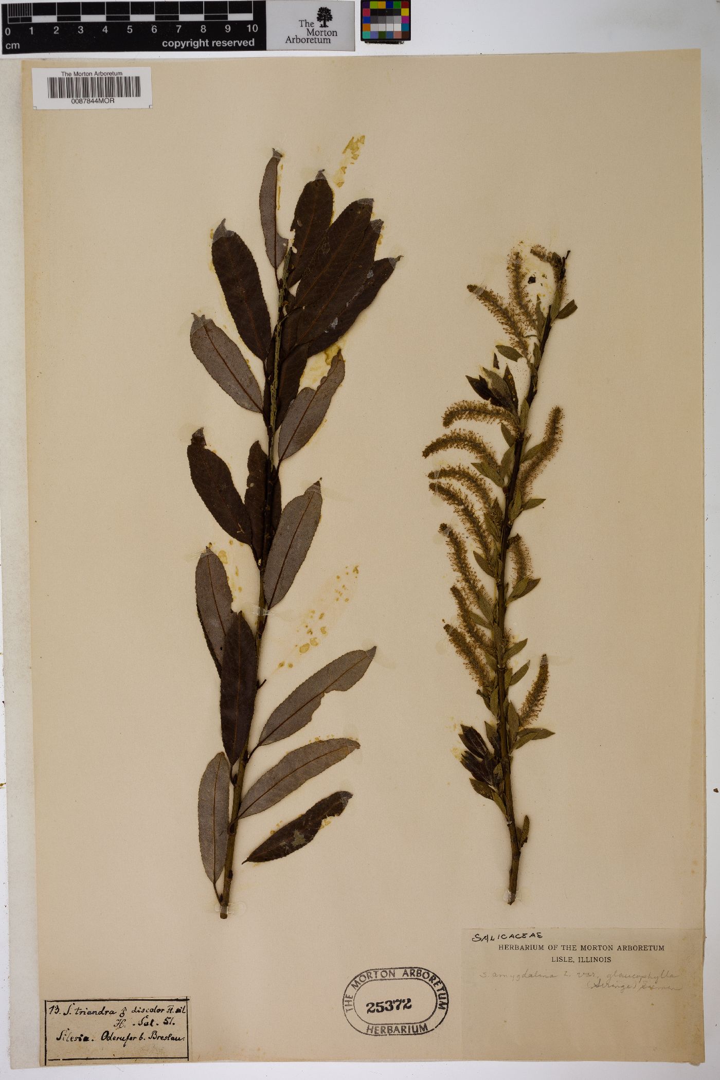 Salix triandra subsp. amygdalina image