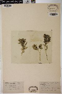 Image of Salix amplifolia