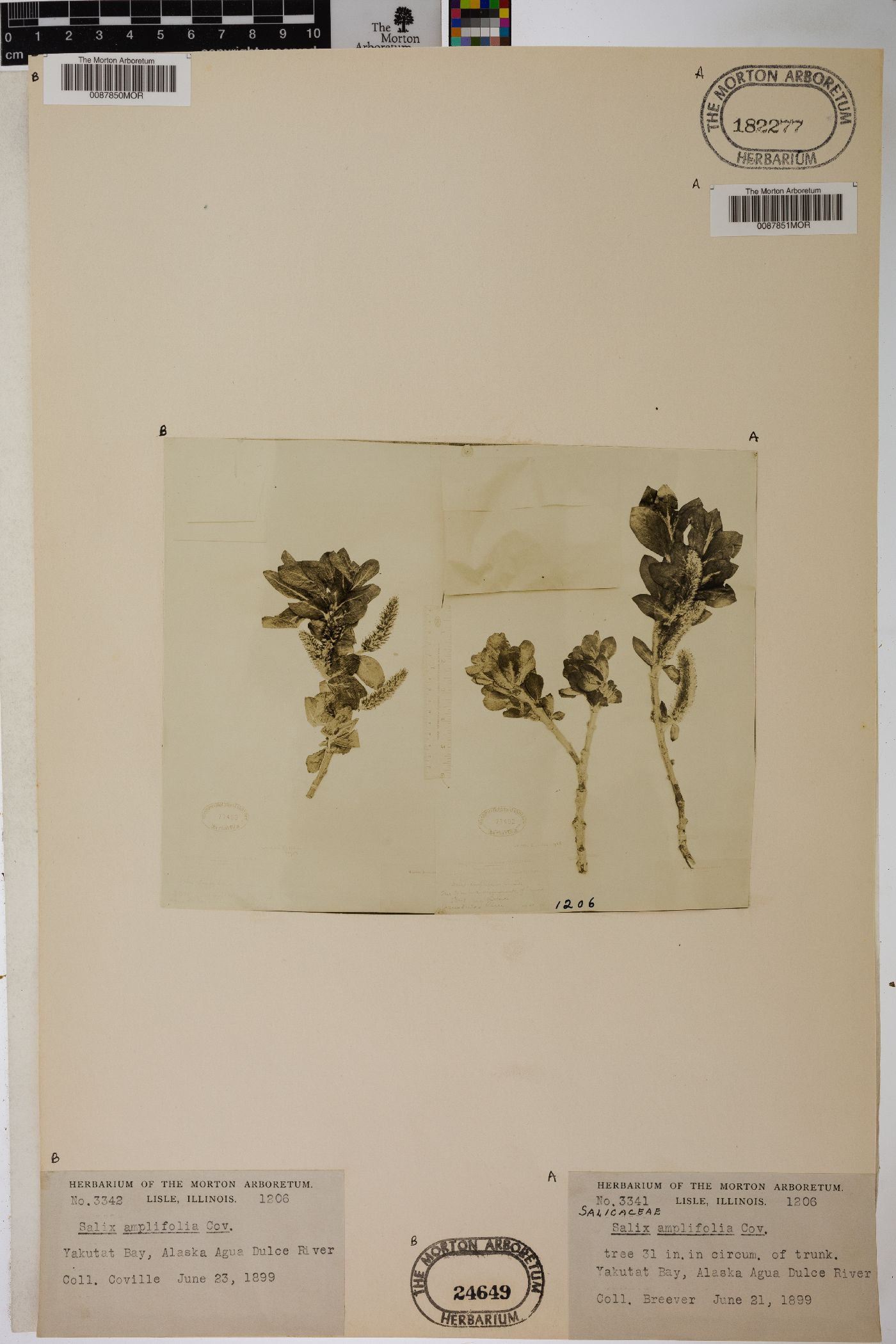 Salix amplifolia image