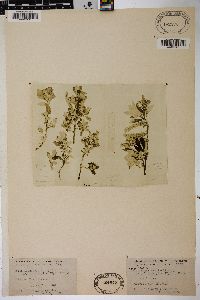 Salix alaxensis image