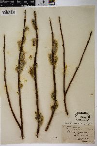 Salix alaxensis var. longistylis image