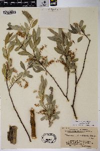 Salix arbutifolia image