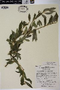 Salix arbutifolia image