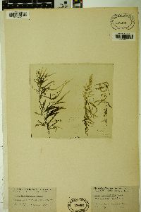 Salix humboldtiana image