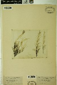 Salix humboldtiana image
