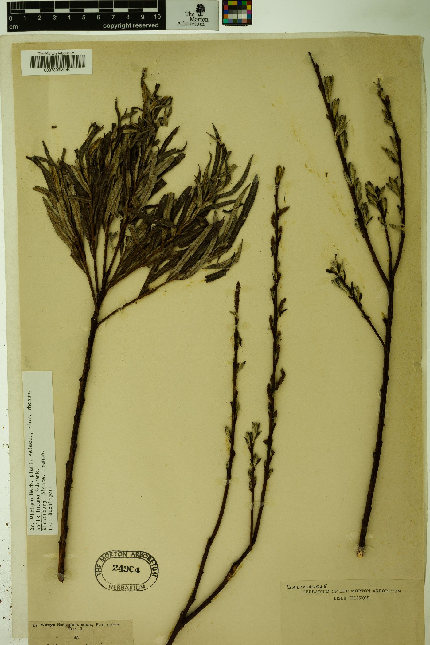 Salix incana image