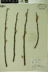 Salix caprea image