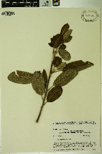 Salix hookeriana image