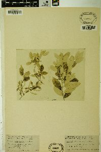 Salix laurentiana image