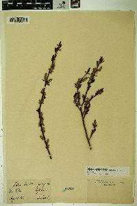 Salix starkeana image