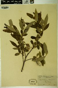 Salix laevigata image