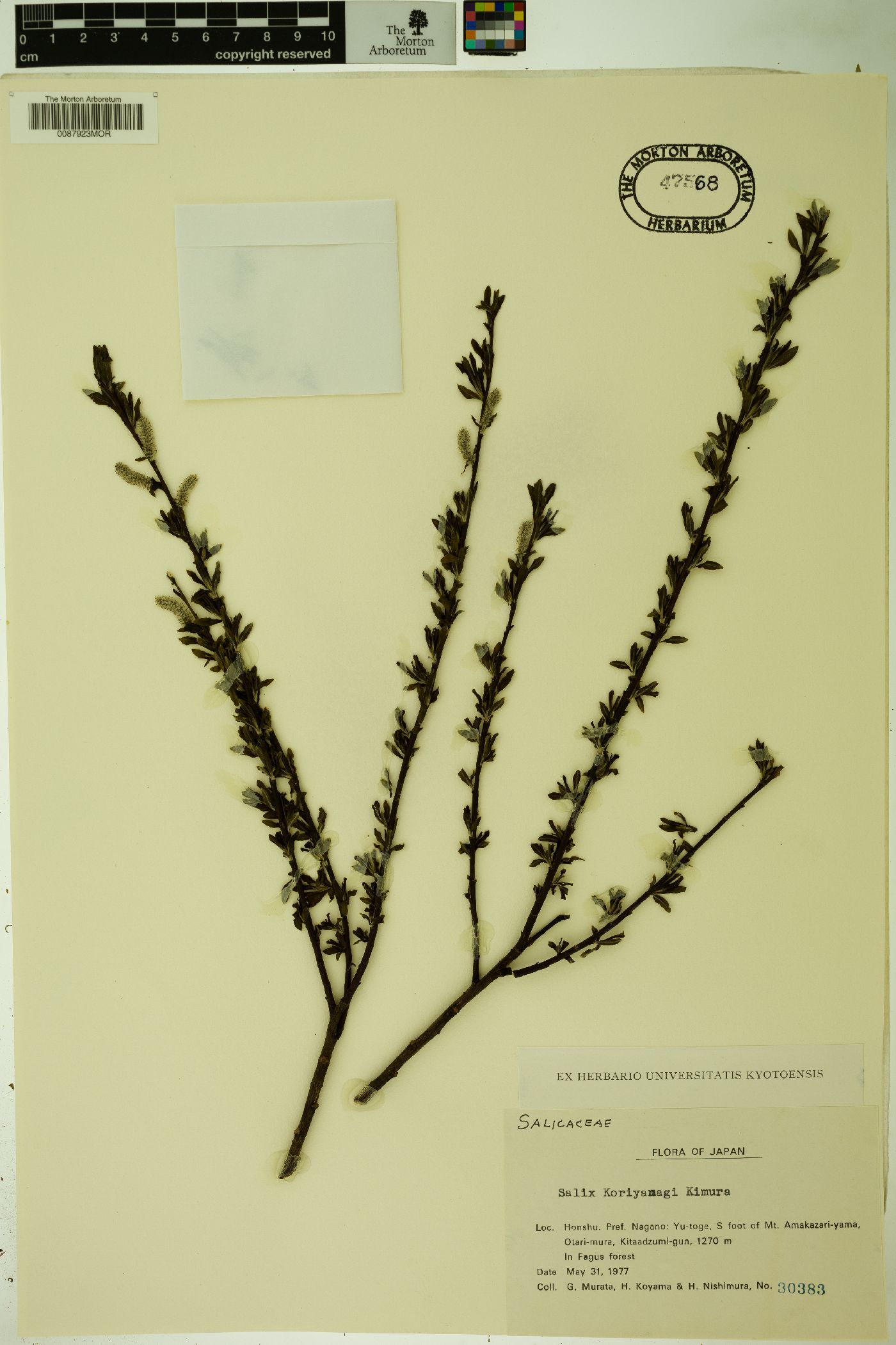 Salix koriyanagi image