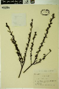 Image of Salix koriyanagi