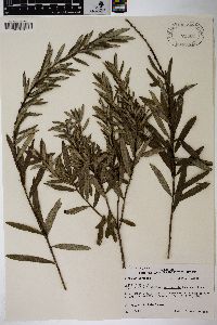 Salix tristis image